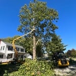 Macomb Sycamore