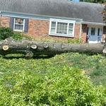 Tree removal