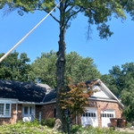 Tree removal