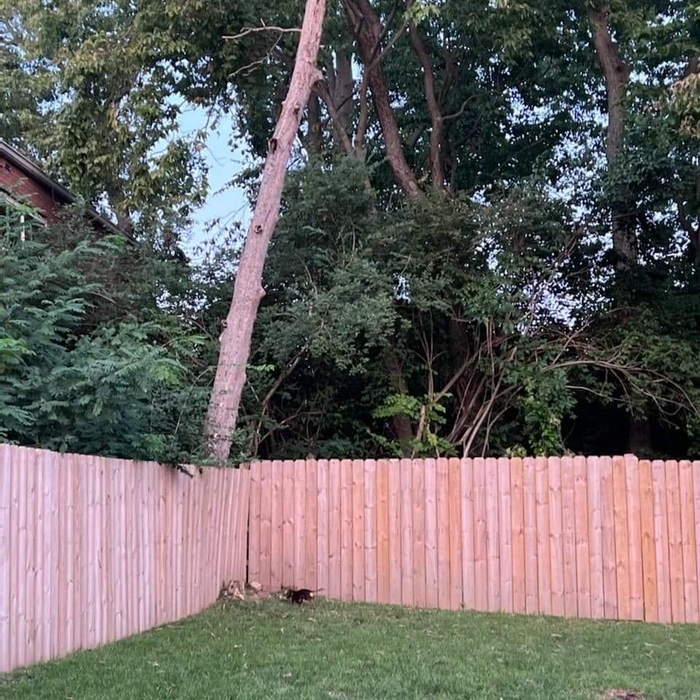Removed tree