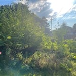 Tree removal