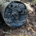 Septic Tank Outlet Pipe Clog