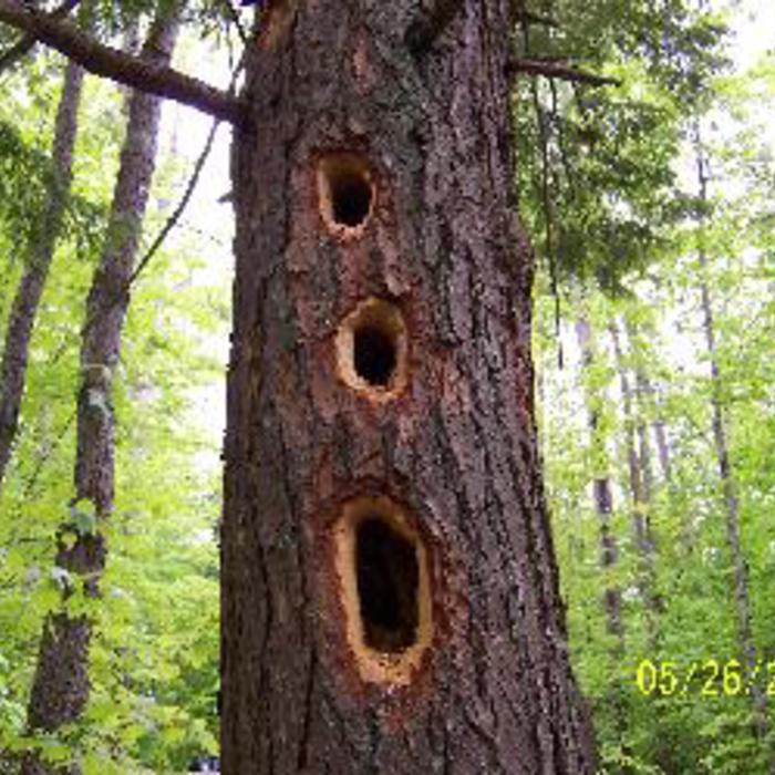Woodpeckers