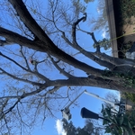 pruning