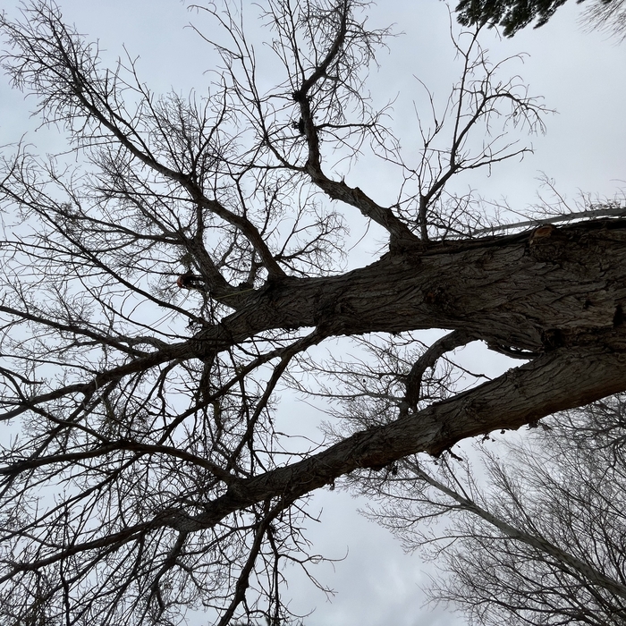 prune