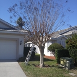 Crepe Myrtle