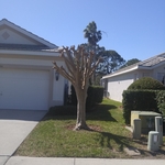 Crepe Myrtle
