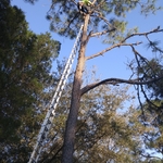 remove 60ft. pine tree