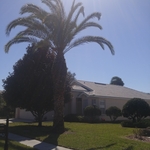 residential palm