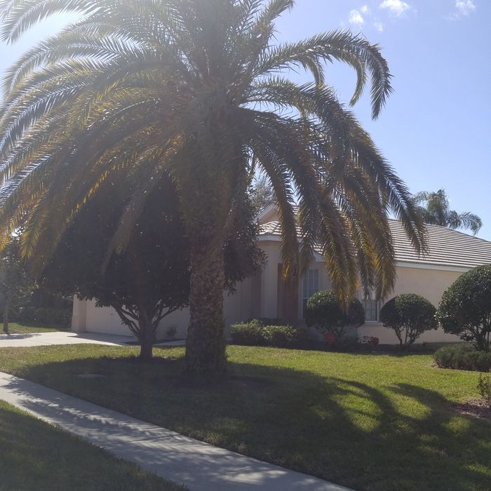 residential palm