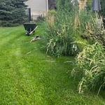 Lawn renovation