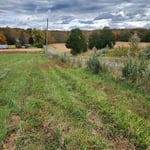 Overgrown Fence line onsite