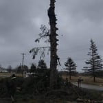Tree removal
