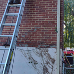 Ivy Removal