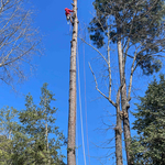 4 pines removed