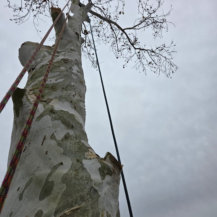 Tree removal