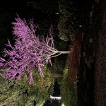 Specimen tree