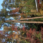 80 foot uprooted pine