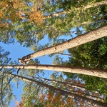 Nick hanging on tree
