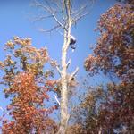 Dead Tree Removal