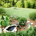 This is after the removal of a Blue spruce tree