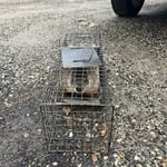Wildlife