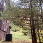 Tree trimming