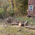 Dead tree removal.