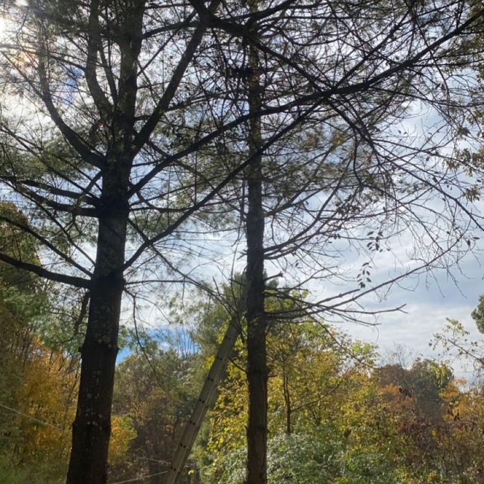 Dead tree removal.