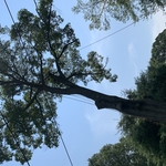 Tree Removal