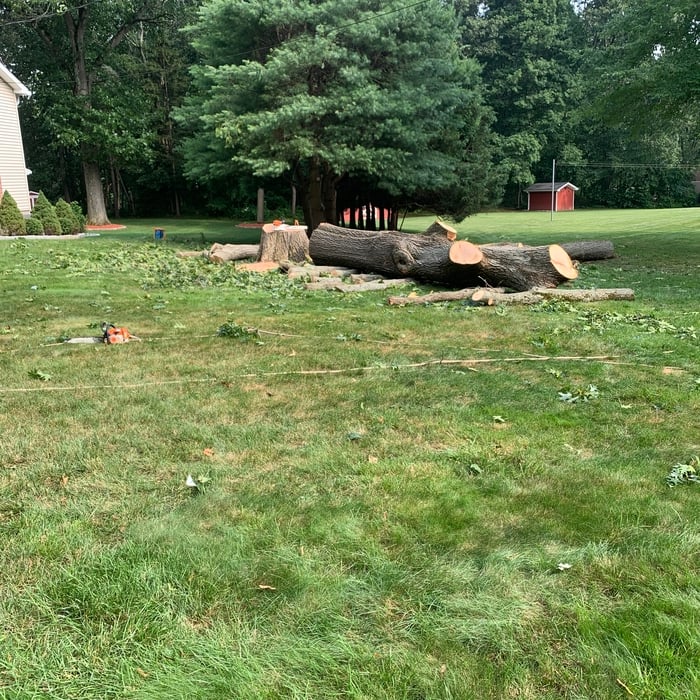 Tree Removal