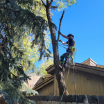 Trimming before The Fall