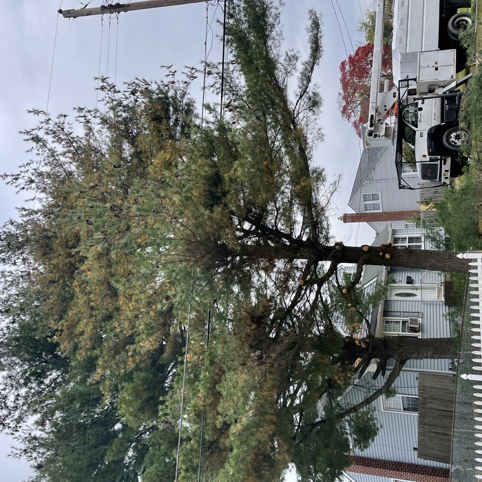 trimming