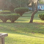 LAWN & BUSH TRIM