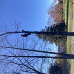 working on the first sweet gum