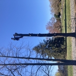 First sweet gum down to the spar