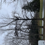 before the sweet gums are removed