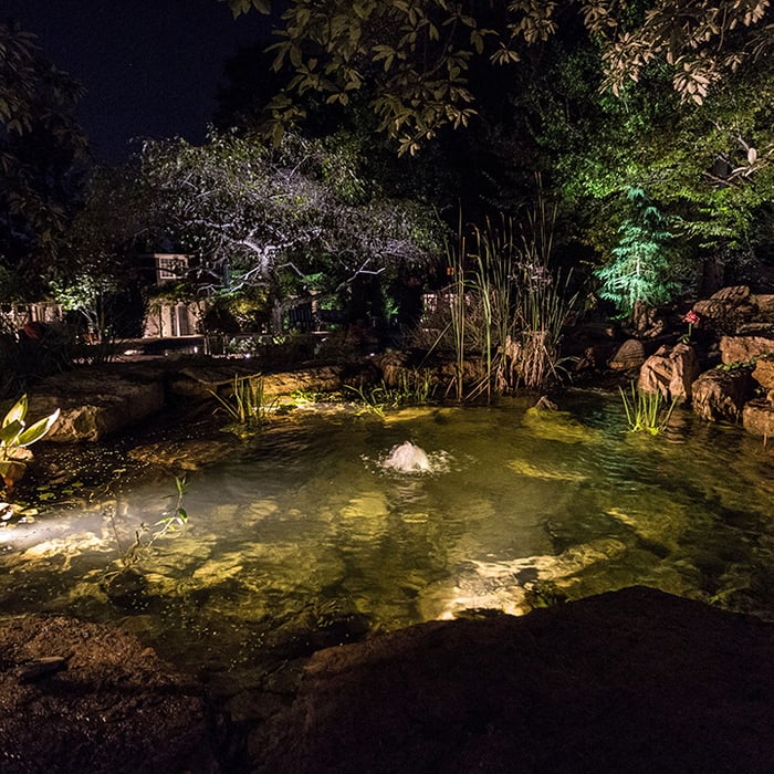 Koi Pond