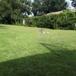 Yard 2