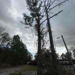 Tree removal