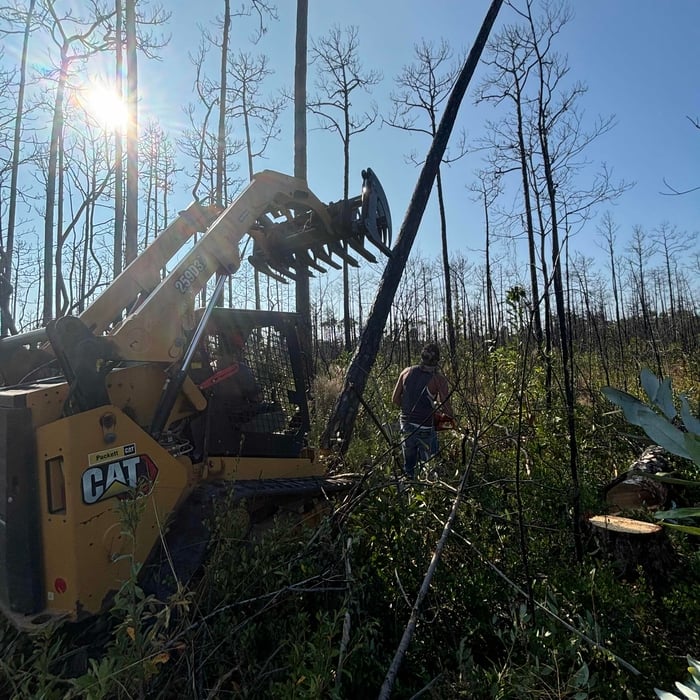 Tree removal