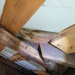 Bat hiding in attic