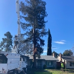Redwood Removal start