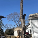 Tree Services