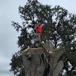 Tree Services