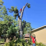 Tree Services