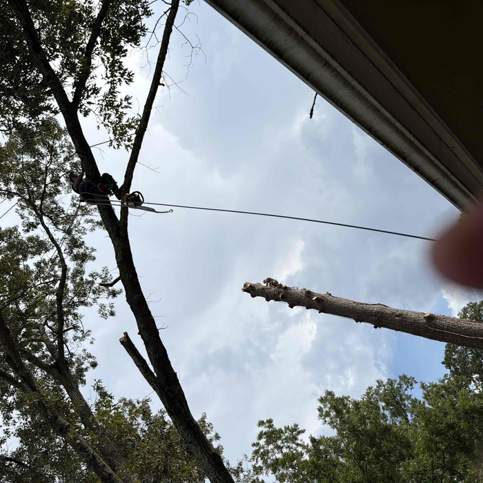 Trees Removal