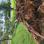 Side of the yard