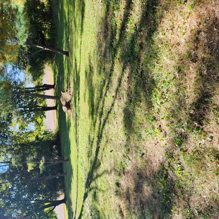 side of the yard after