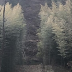 Tree Removal